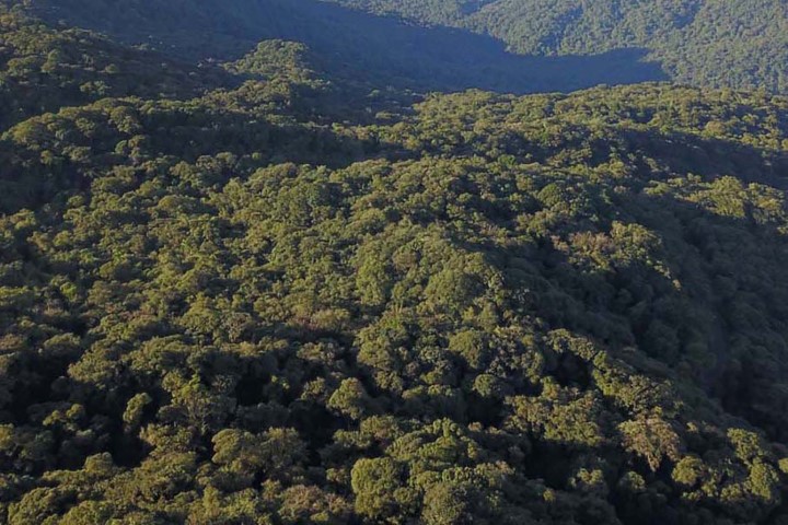 DESENVOLVIMENTO RURAL: Desmatamento reduziu 42% no Paraná em 2022, aponta relatório do MapBiomas