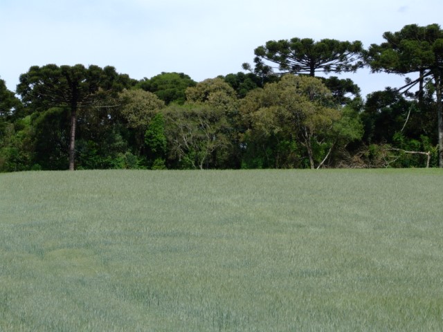 SISTEMA OCB: GT Ambiental divulga seu cronograma de atividades