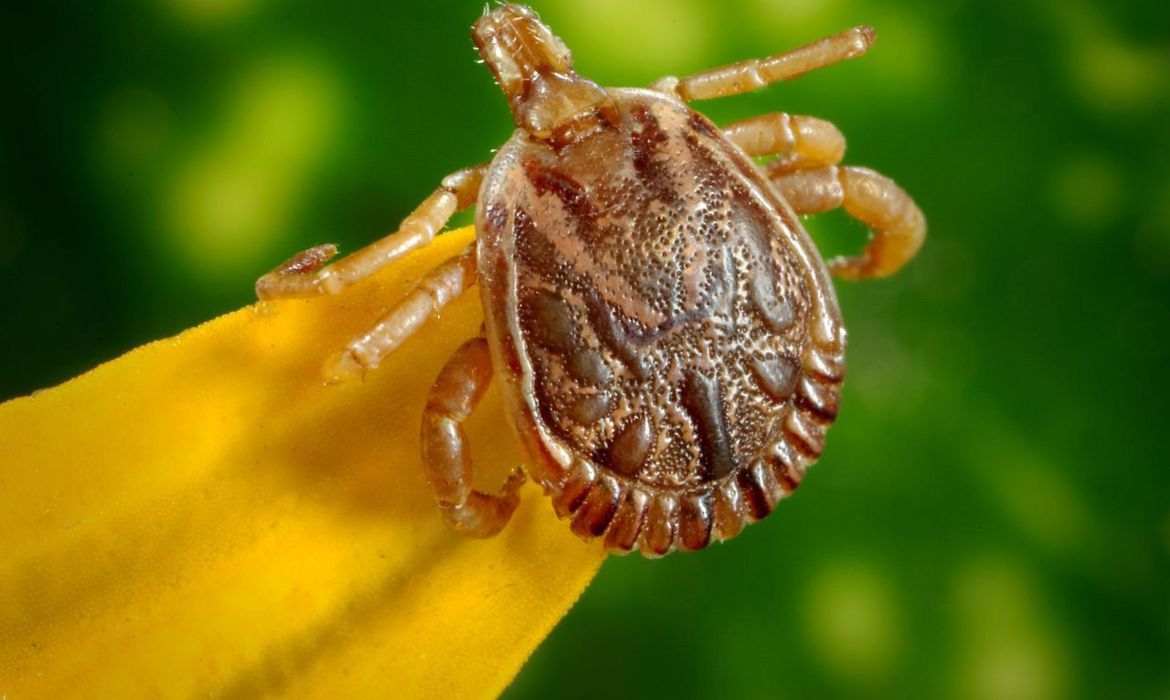 FEBRE MACULOSA: Saiba como evitar contato com o carrapato que causa a doença