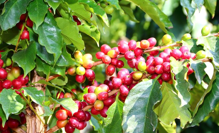 FINANCIAMENTO: Mapa define direcionamento de recursos do Funcafé para safra 2023/2024