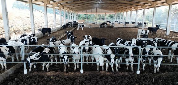 AGRO: Pela primeira vez na história, cooperado da Frísia produz &quot;boi China&quot; para exportação