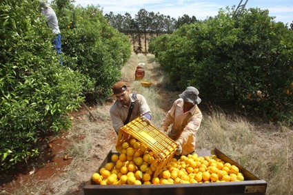 VBP: Valor Bruto da Produção Agropecuária do Paraná cresce 6% em 2022 e alcança R$ 191 bilhões