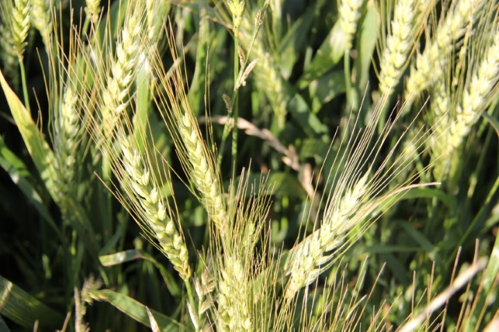 AGRO: Show Rural Coopavel de Inverno, em sua 4ª edição, será de 22 a 24 de agosto