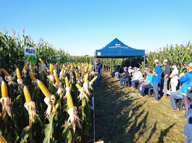AGRO: Copagril realiza 3º Dia de Campo Milho Safrinha 2023