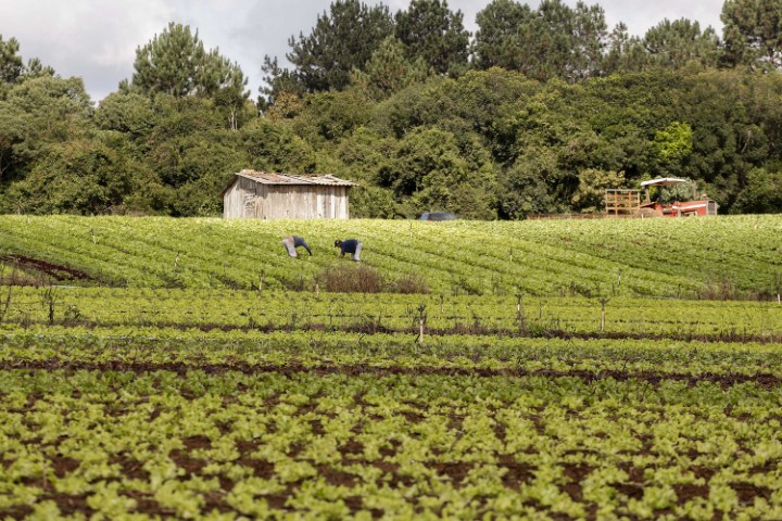 CONAB: Chamada pública prevê compra de alimentos da agricultura familiar