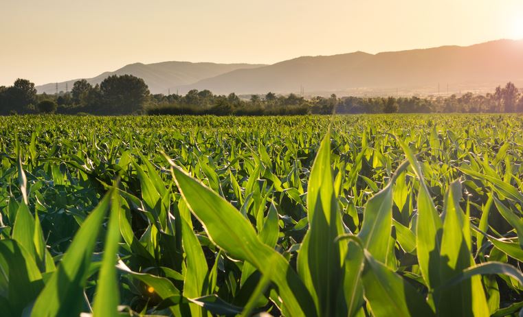 VBP: Valor da Produção Agropecuária de 2023 é estimado em R$ 1,148 trilhão