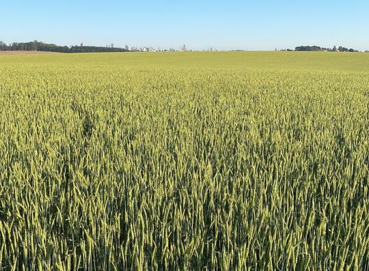 AGRO: Fapa e Biotrigo criam primeiro trigo brasileiro para fabricação de Malte