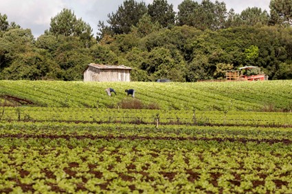PAA: Sancionada lei que retoma o Programa de Aquisição de Alimentos