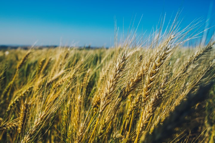EVENTO: Dia de Campo de Inverno será dia 4 de agosto na Embrapa Soja