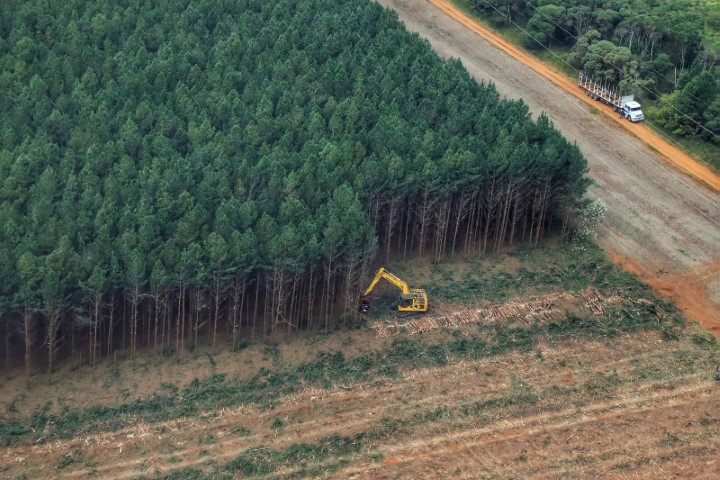 AGRICULTURA: Paraná cria grupo técnico para proteger os cultivos florestais do Estado