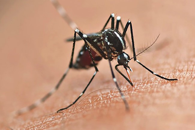 DENGUE: Período epidemiológico 2022/2023 da dengue termina com 135 mil casos e 108 mortes