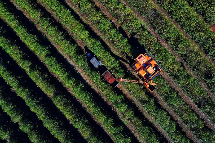 CONJUNTURA AGROPECUÁRIA: Safra de café paranaense deve render 41,4 mil toneladas, 42% a mais em relação a 2022