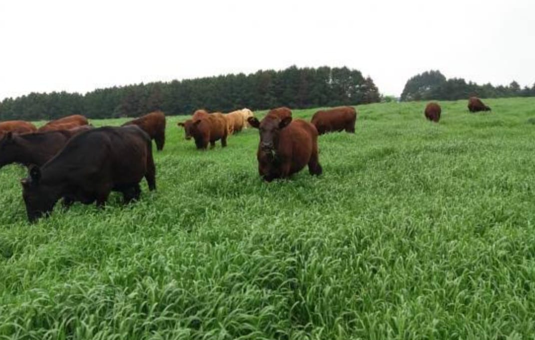 AGRO: 4º Show Rural de Inverno também terá conteúdos sobre pecuária de corte