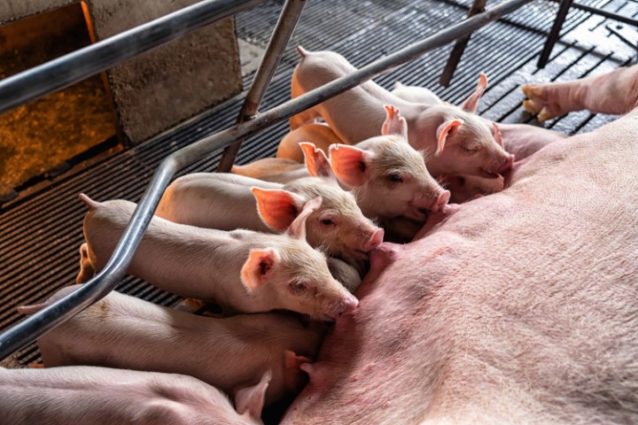 AGRO: Copagril orienta para prevenção de anemia ferropriva e coccidiose em suínos