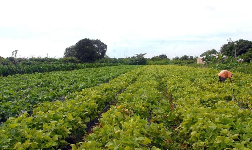 MDA: Programa de gestão para cooperativas da agricultura familiar será lançado dia 1º de setembro