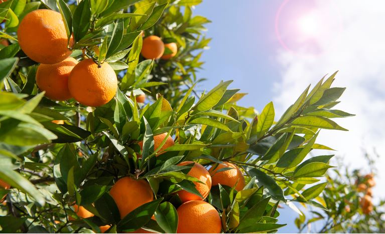 VBP: Valor Bruto da Produção Agropecuária de 2023 é atualizado em R$ 1,135 trilhão