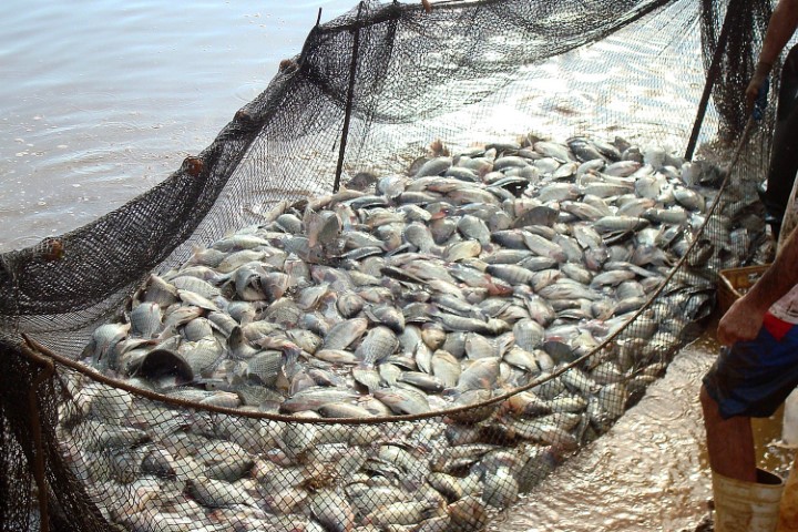 PISCICULTURA: Consumo de pescado cresce 65% no Brasil desde 2004