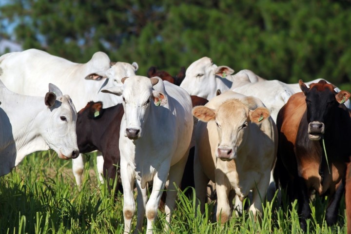 VBP: Resultado final de 2022 mostra que pecuária representa 51% da economia rural