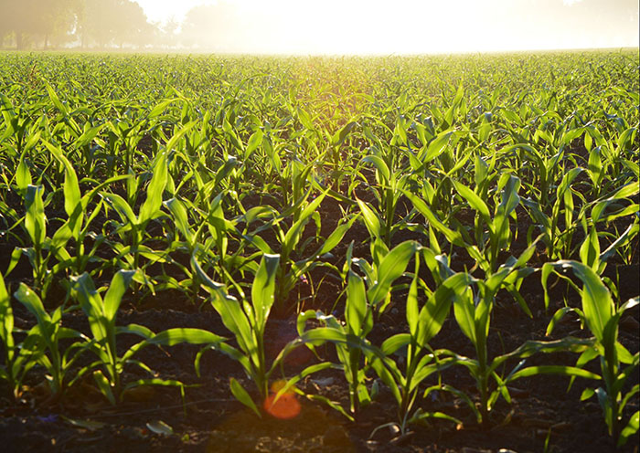 AGRO: Copagril promove campanha de insumos para milho safrinha 2024