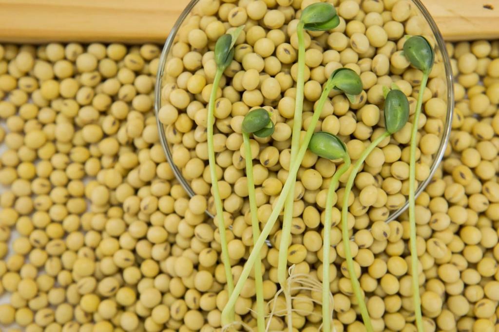 AGRO: Em vez de quilos, Cocamar agora vende ao produtor um número preciso de sementes