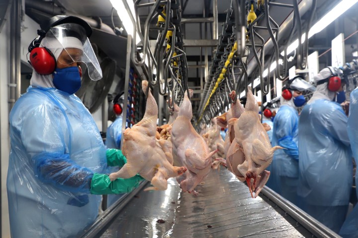 IBGE: Paraná alcança maior produção semestral de frangos e suínos da história em 2023