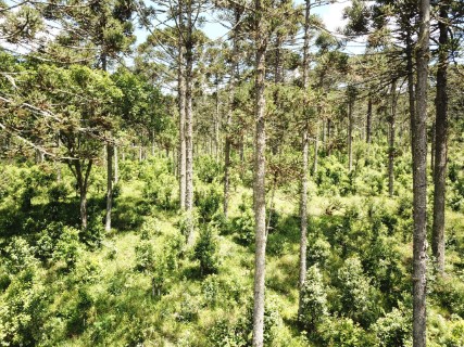 ORGULHO DA TERRA: Erva-mate produzida à sombra das araucárias; alta qualidade para ganhar o mercado internacional