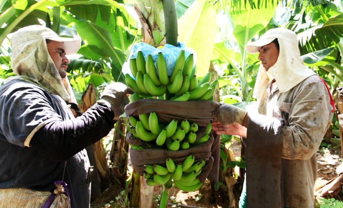 VBP: Valor da Produção Agropecuária é atualizado para R$ 1,142 trilhão este ano