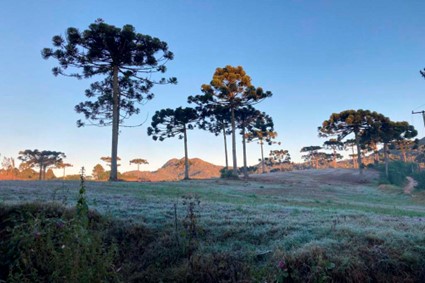 SERVIÇO: Com a chegada da primavera, IDR-Paraná e Simepar encerram Alerta Geada 2023