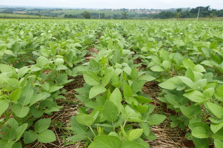 PLEITO ATENDIDO: Ministério da Agricultura altera calendário de plantio da soja 