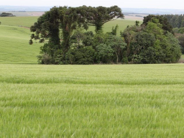 DITR: Termina na sexta entrega da Declaração do Imposto Territorial Rural