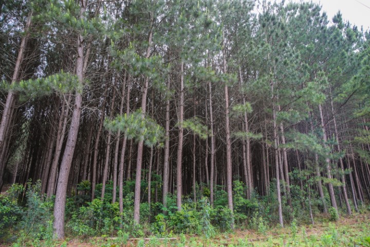 FLORESTAS PLANTADAS: Paraná lidera a produção nacional de lenha e produtos alimentícios da silvicultura