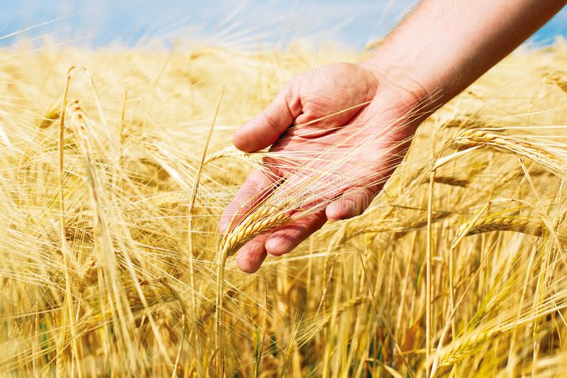 AGRO: Coopavel recepciona a maior safra de trigo de sua história
