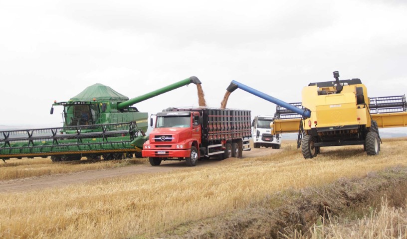 AGRO: Colheita do trigo ultrapassa 55% nas unidades da Capal