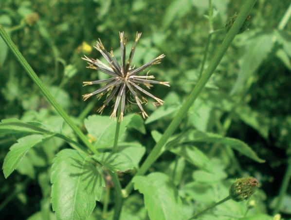 PLANTAS DANINHAS: Identificado novo caso de resistência ao glifosato