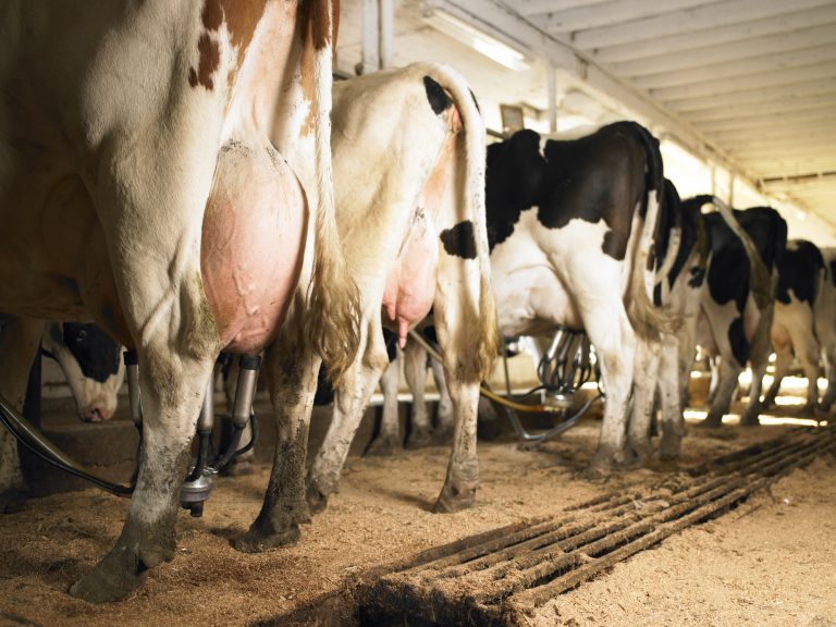 LEGISLATIVO: Comissão discute impactos da importação de leite na produção nacional