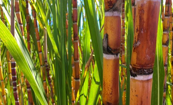 VBP: Valor da Produção Agropecuária é atualizado para R$ 1,150 trilhão este ano