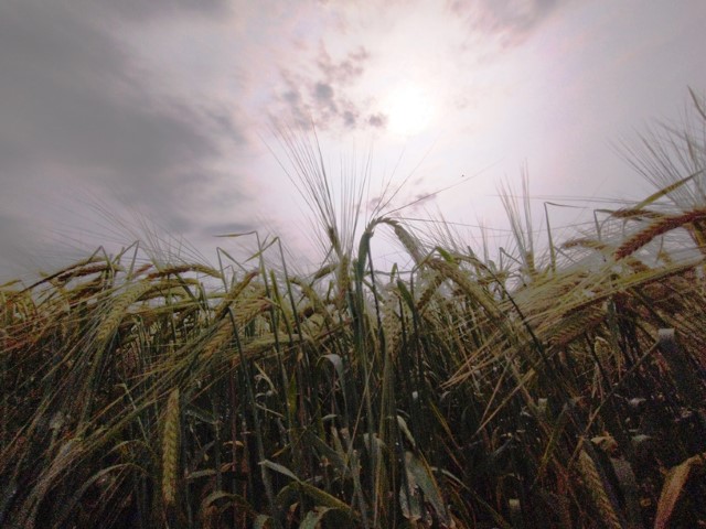 AGRO: Fapa lançará nova cultivar de cevada na 20ª edição do WinterShow 