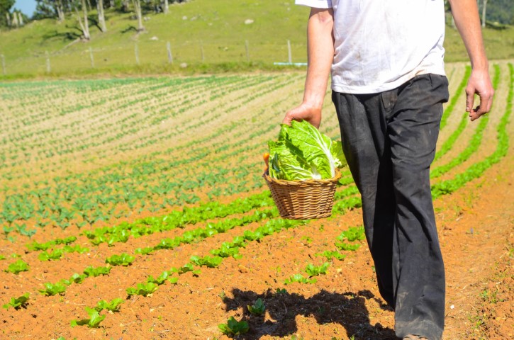 CONJUNTURA AGROPECUÁRIA: Chuvas acima da média impactam no preço das olerícolas, aponta Deral