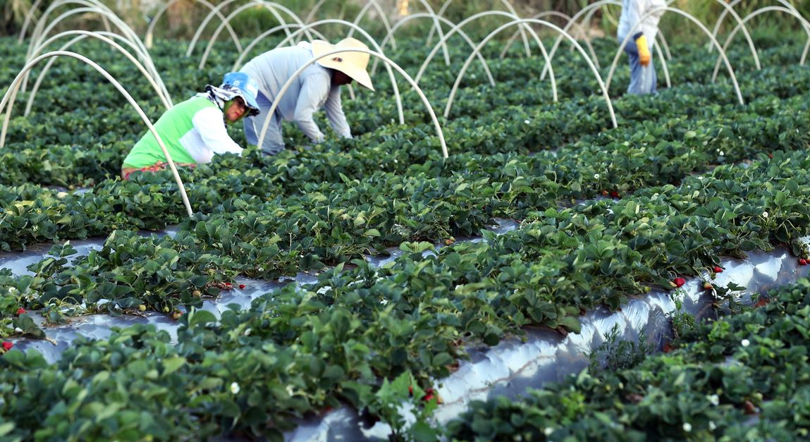 ECONOMIA: Plataforma do Desenrola renegociará dívidas de agricultores familiares