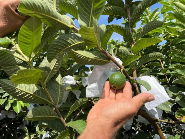 AGRO: Goiaba, cultura agrega valor para os produtores de Carlópolis (PR)