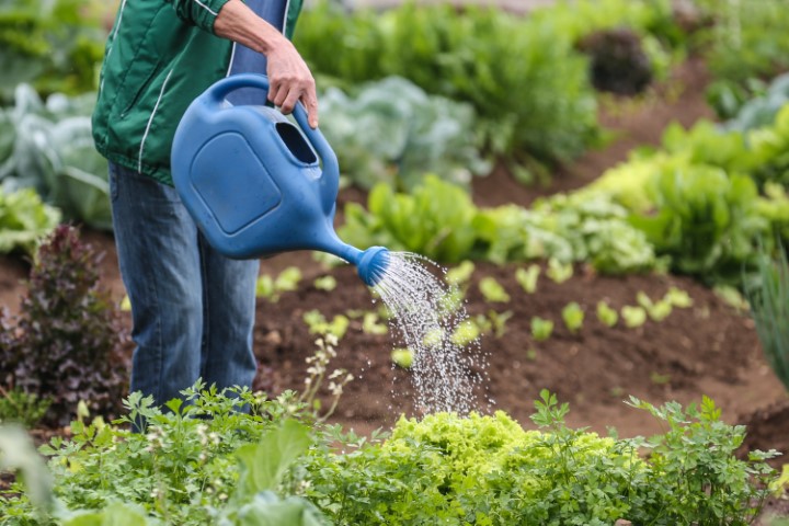 ORGULHO DA TERRA: Produtores de orgânicos do Paraná serão premiados por boas práticas no campo
