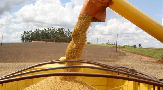 IBGE: Primeiro prognóstico prevê redução de 2,8% na safra de 2024 frente a 2023