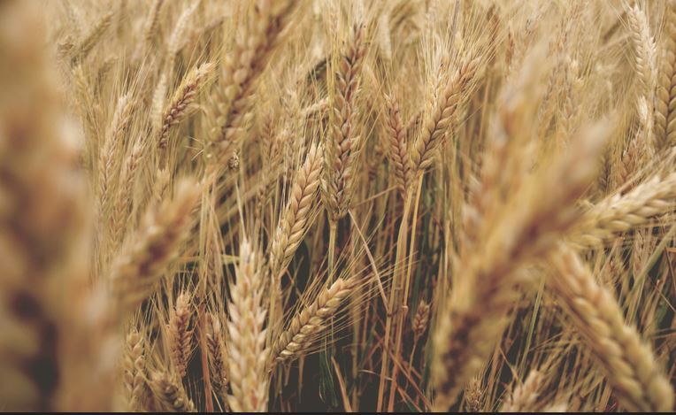 TRIGO TROPICAL: Como o Mapa e a Embrapa trabalham para aumentar a produção do cereal no Brasil