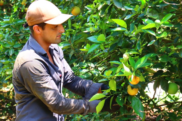 AGRO: Lavoura livre do Greening; Integrada lança campanha de combate ao psilídeo