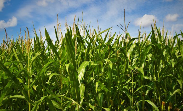 BALANÇA COMERCIAL: Exportações do agronegócio em outubro foram de US$ 13,38 bilhões