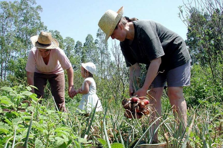 PAA: MP destina R$ 100 milhões para a compra de alimentos da agricultura familiar