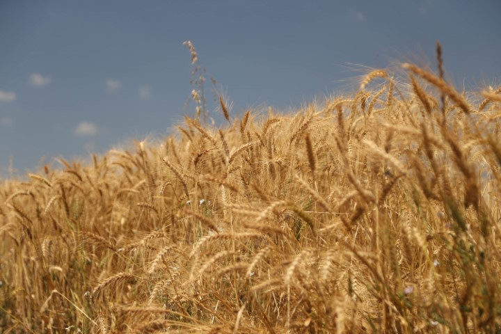 CONJUNTURA AGROPECUÁRIA: Boletim da Secretaria da Agricultura detalha impacto do El Niño na produção paranaense