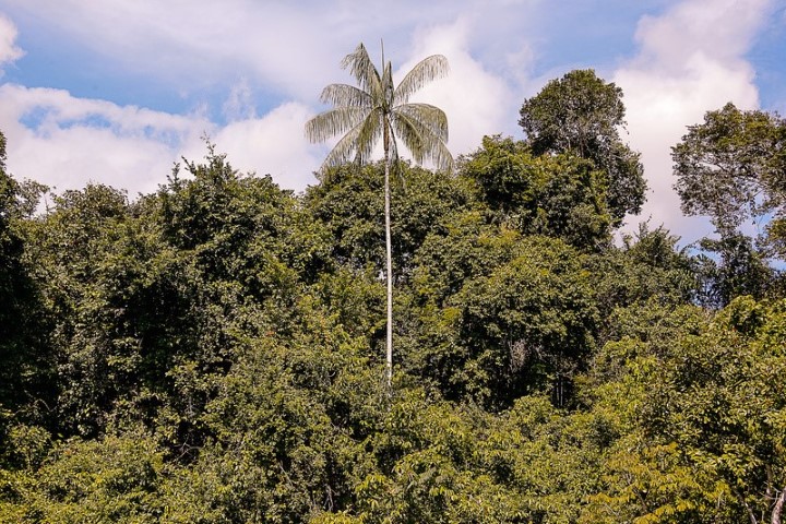 CRÉDITO: Sicoob reforça discussão sobre mudanças climáticas e integra lançamento da Rede Financeira para a Amazônia na COP28