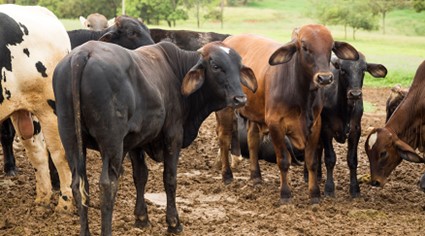 PRODUÇÃO PECUÁRIA: Abate de animais cresce no terceiro trimestre, com recorde de bovinos e suínos