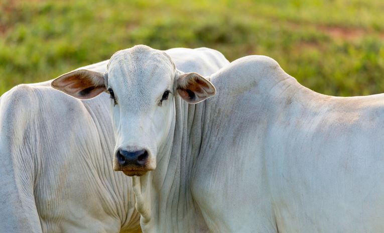 PE-PNEFA: Vacinação contra febre aftosa será suspensa em mais sete estados a partir de 2024